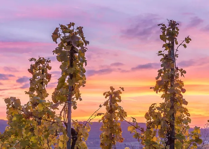 아파트 Anton Zimmermann Winery